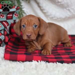 Rudolph, Dachshund Puppy